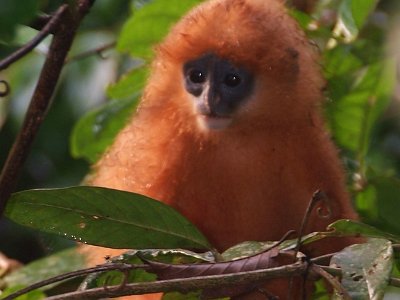 Red leaf langur
